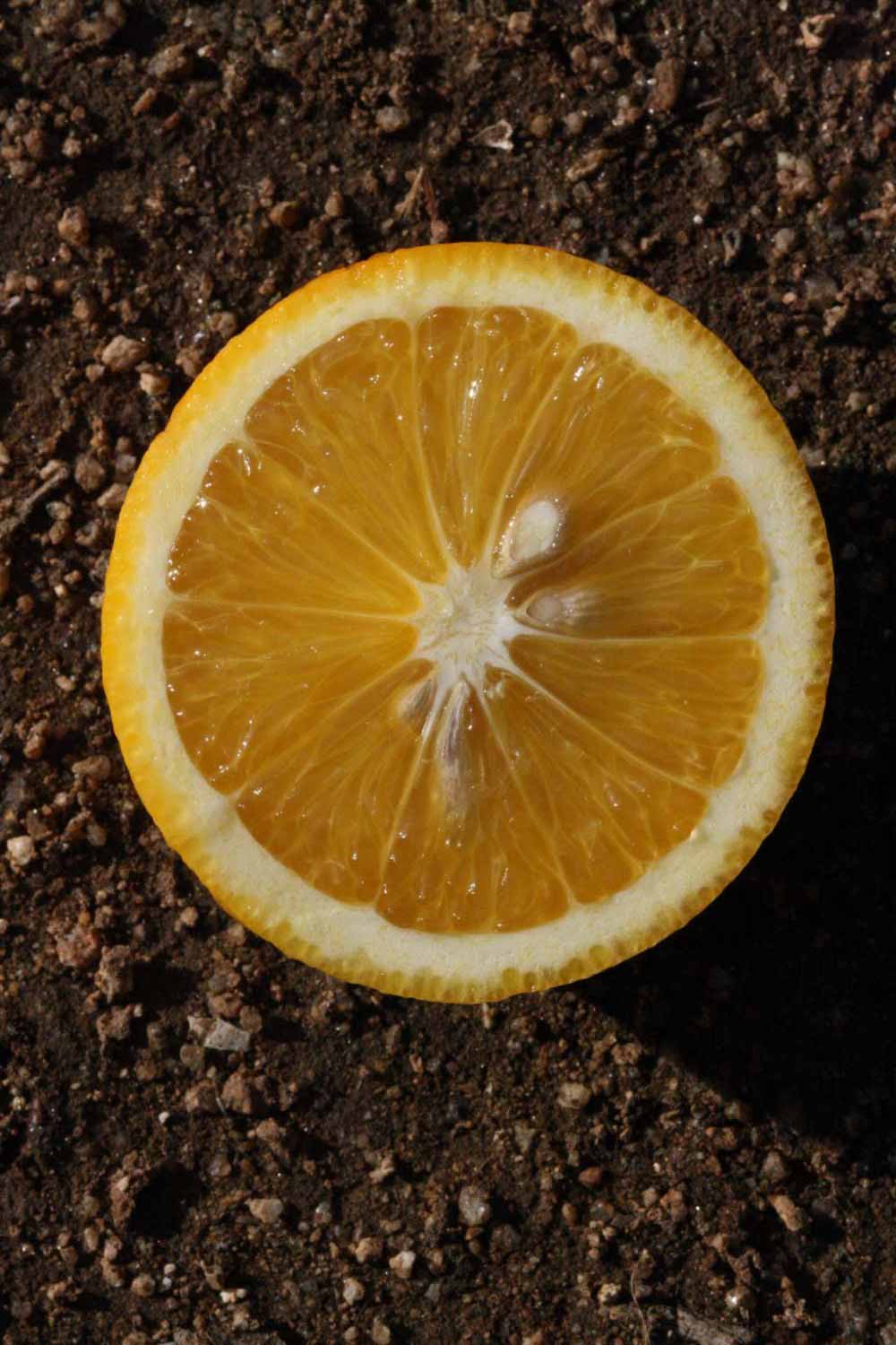            Fruit cross-section (Riverside, CA)   